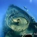 wreck_kittiwake_gc_h_0240_cay3664.jpg